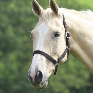 Shires Wessex Headcollar Black Full